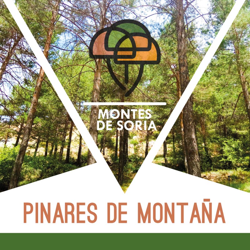 Pinares de Montaña en Soria