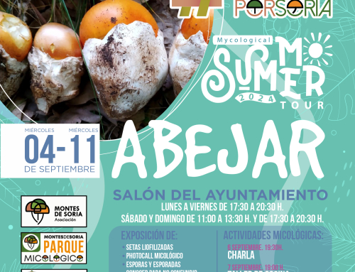 De setas por Soria – ABEJAR 2024