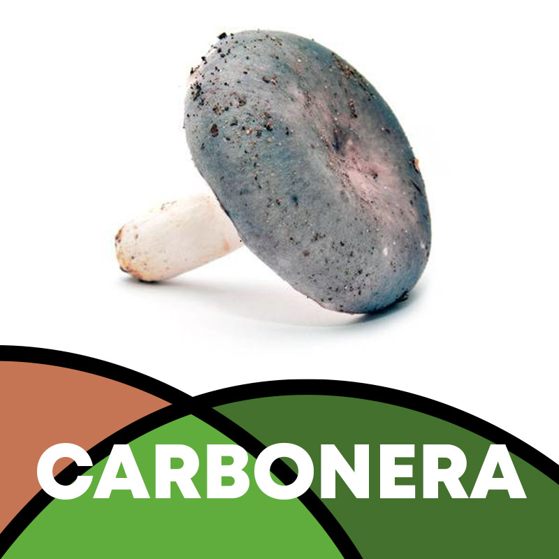 Carbonera en Soria