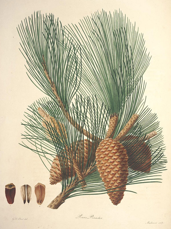 Pinus Pinaster