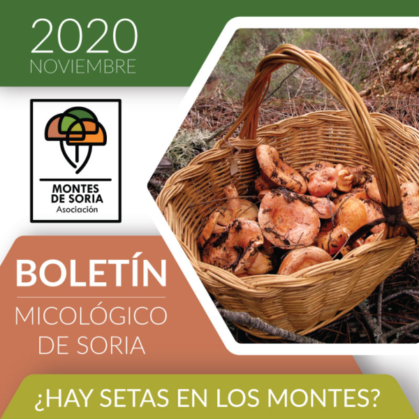 Los níscalos animan la temporada de setas este año