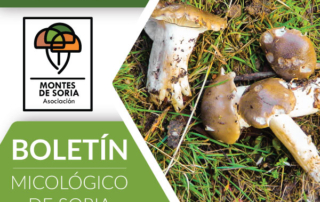 Setas en los Montes de Soria a finales de noviembre