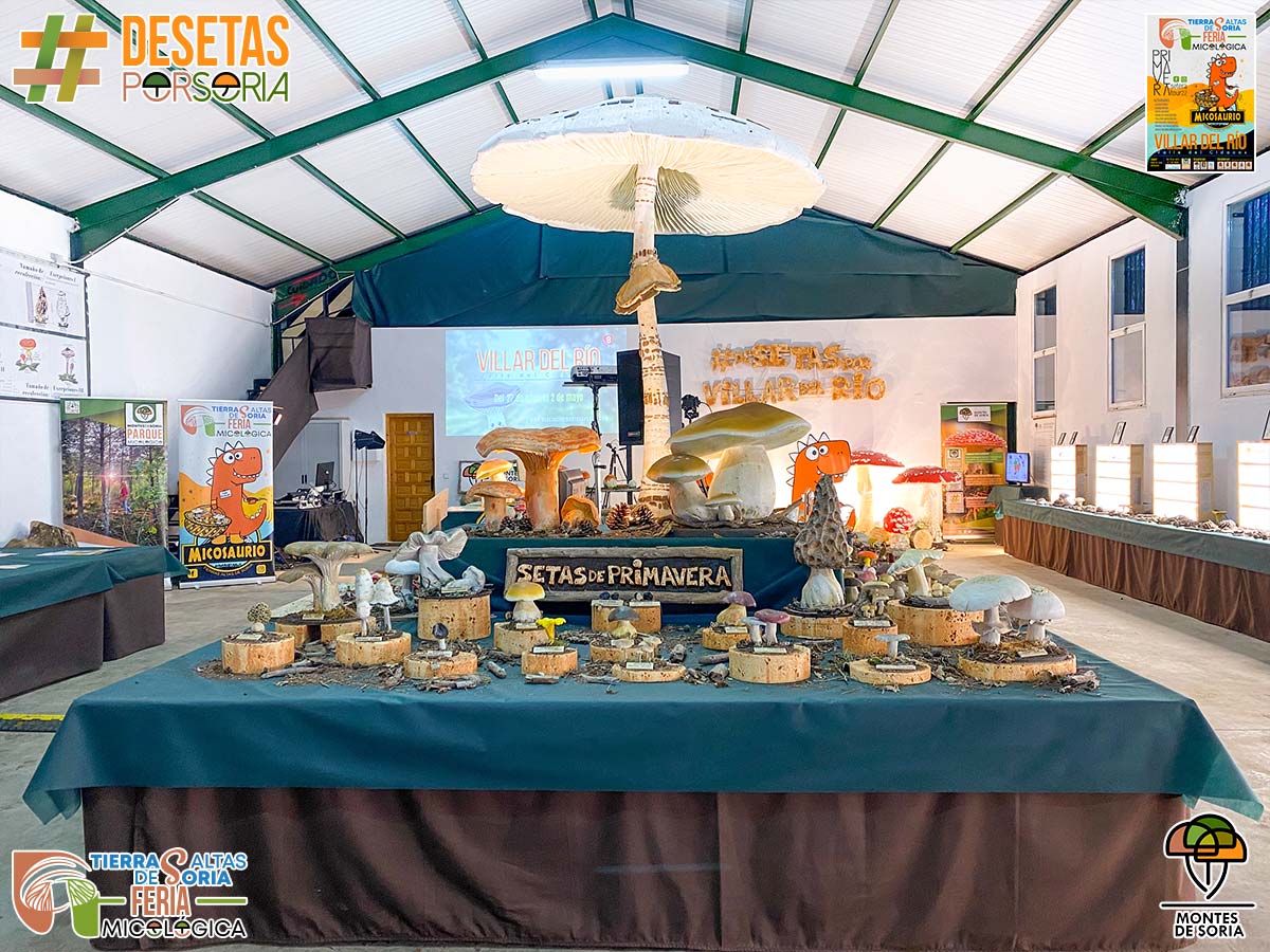 Feria micológica de Tierras Altas de Soria 2022 setas de primavera